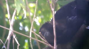 Central America howler monkey taking a nap