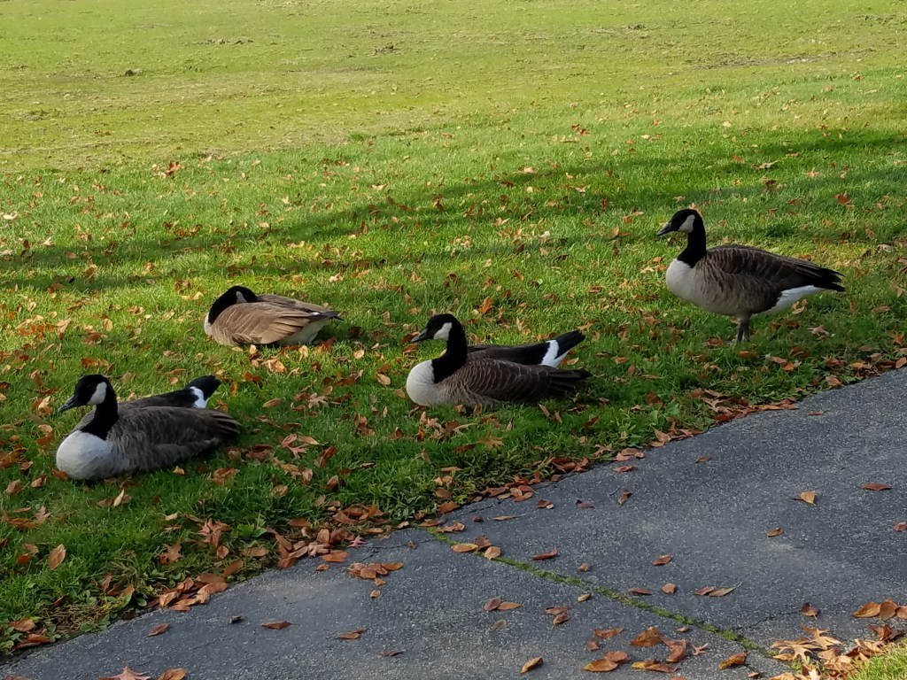 These ducks were so cute and unbothered by us.